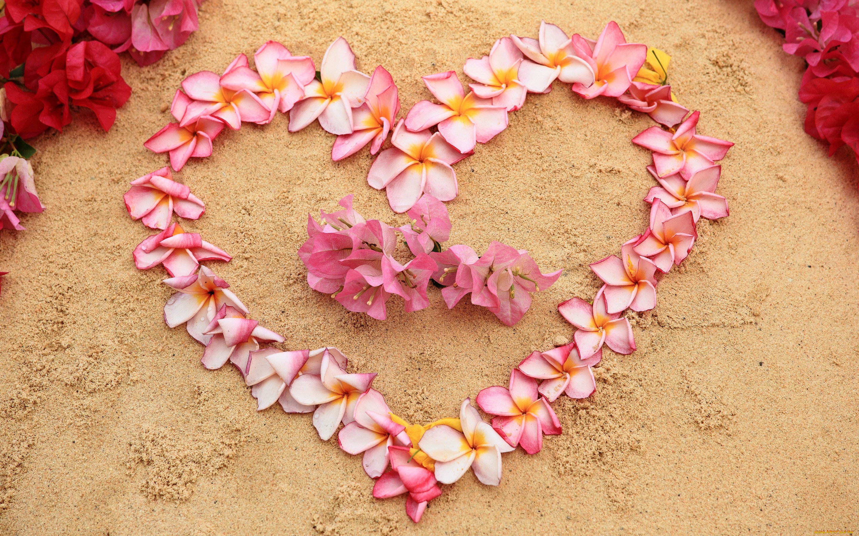 , ,  , plumeria, heart, love, sand, pink, , romantic, , beach, , , floral, flowers